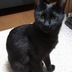 ランキングキーワードに紐づく投稿画像-黒猫