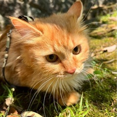 茶トラ(長毛) なのちゃん − 愛知県