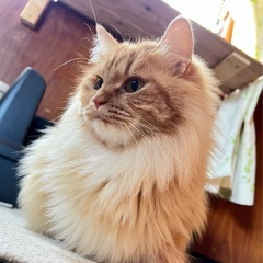茶トラ(長毛) なのちゃん - 猫