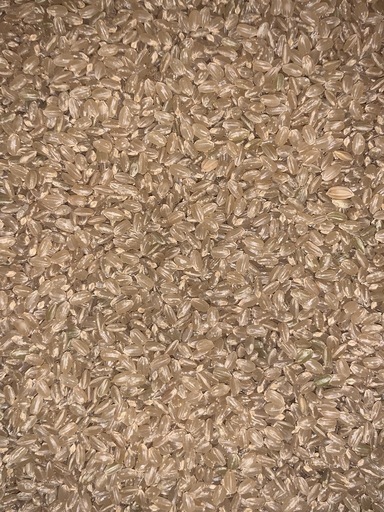 古米▲玄米！30kg！1袋のみ！