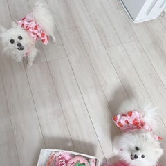 犬友募集中🎀 𓂃 𓈒𓏸