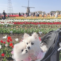 犬友募集中🎀 𓂃 𓈒𓏸 - 友達