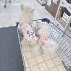 犬友募集中🎀 𓂃 𓈒𓏸 - メンバー募集