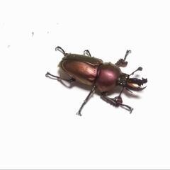 パプアキンイロクワガタ　新成虫オス5　早いもの勝ち!レアカラー有り!の画像