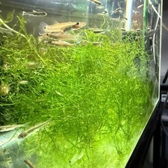 ヤマトヌマエビ30匹とウィローモス一掴み　アナカリス　一本　水槽　アクアエビの画像