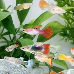 熱帯魚 グッピー めだか等など