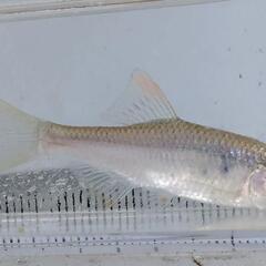 ヤリタナゴの画像