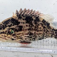 オヤニラミの画像