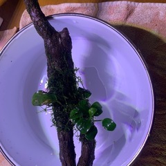 アヌビスナナ付き流木受付終了