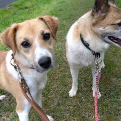 再投稿(;_;)　穏やかな　ニーナ　保護犬　雑種　 - 犬