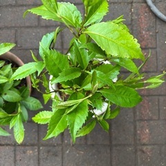千両鉢植えの画像