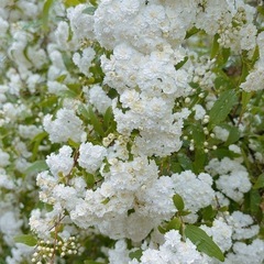 【短期間限定‼️】コデマリ　切り花の画像