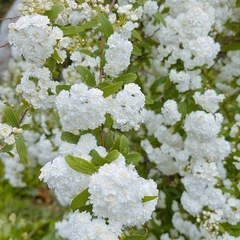 【短期間限定‼️】コデマリ　切り花