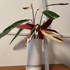 カラテアストロマンテ・サンギネア・トリオスターの画像