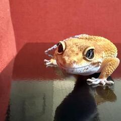ヒョウモントカゲモドキ🦎スーパーハイポ×ブラッド