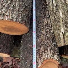 薪用　
丸太　カットした物10個の画像