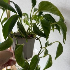 観葉植物　ポトステルノジャック