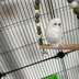 ランキングキーワードに紐づく投稿画像-インコ
