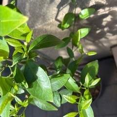 値下げ　写真更新　シークワーサー　② 無農薬　果樹　苗木