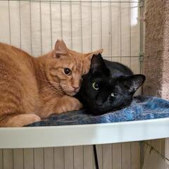 かわいい兄妹猫ちゃん🧡 夏の間、面倒を見てくださる方を探しています！