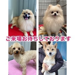 2025 ペット博（幕張メッセ）譲渡会のお知らせ - 葛飾区