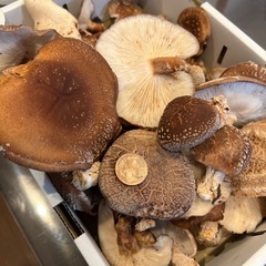 原木椎茸300g以上の画像