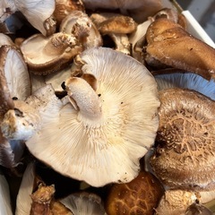 原木椎茸300g以上