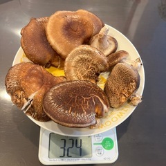 原木椎茸300g以上の画像