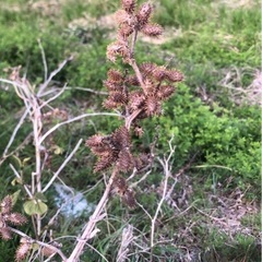 オナモミ　ひっつき虫   くっつき虫