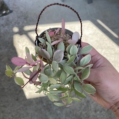植物✨️エメラルド