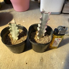 植物✨️ホワイトゴースト