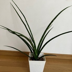 観葉植物　サンスベリア