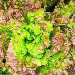 野菜