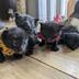 ランキングキーワードに紐づく投稿画像-黒猫