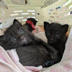 クロネコ4兄妹 − 鹿児島県