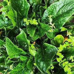 野菜ほうれん草