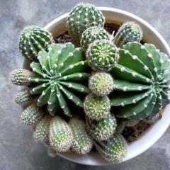 🌵サボテン🌵❗️曜日時間指定❗️