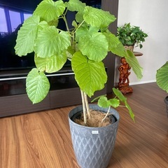 観葉植物　ウンベラータ