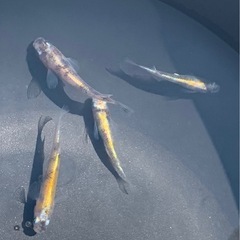 【4/26･27･29】 GW直前メダカセールの画像