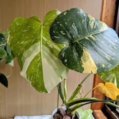 モンステラ🌿デリシオーサ