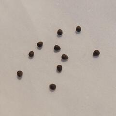 ユーフォルビア オベサ 種子の画像