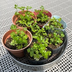 イタリアンパセリ🌿