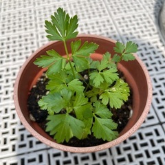 イタリアンパセリ🌿の画像