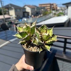 アガベ　レッドキャットウィーズル2頭の画像