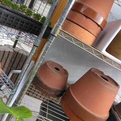 〈植物断捨離中〉素焼き鉢、よりどりみどりの画像