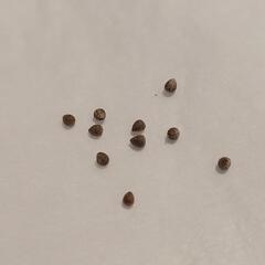 ユーフォルビア バリダ 種子の画像