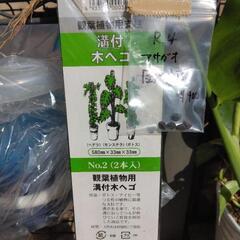 アサガオ団十郎のタネとつるを絡ませる溝付きへご板の画像