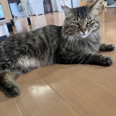 ロン毛　キジトラベリー − 東京都