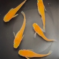 ④🌟1匹100円🌟楊貴妃めだか🌈成魚