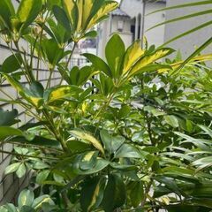 シェフレラ（カポック）斑入り　観葉植物　引き取り希望